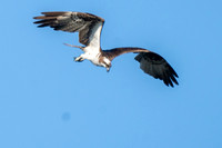 Osprey