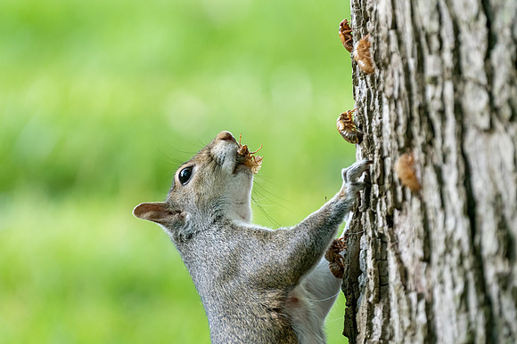 Squirrel eating cicades