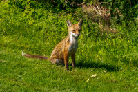 Red fox