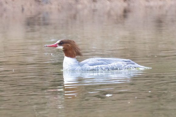 Female Common Merganser