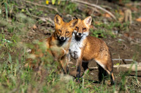 Red Fox