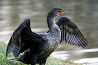 Double-crested Cormorant