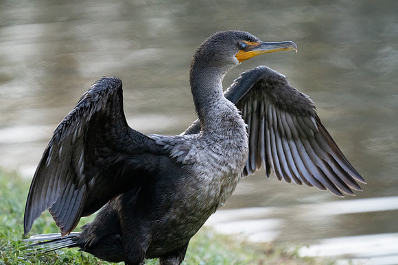 Double-crested Cormorant
