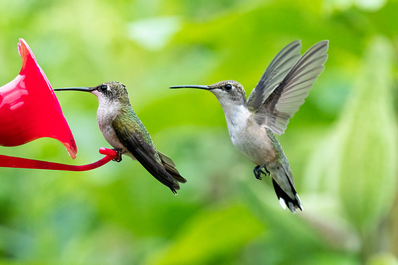 Ruby-throated Hummingbird