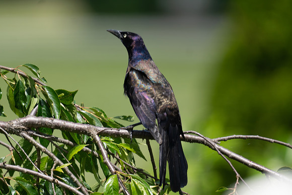 Common Grackle