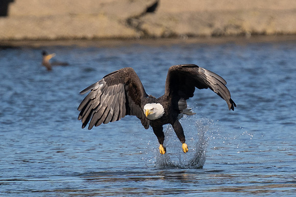 Bald Eagle Fishing