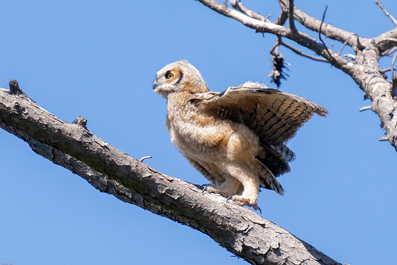 Great-horned owlet's first fly