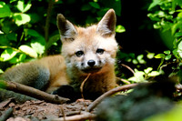 Baby Red Fox