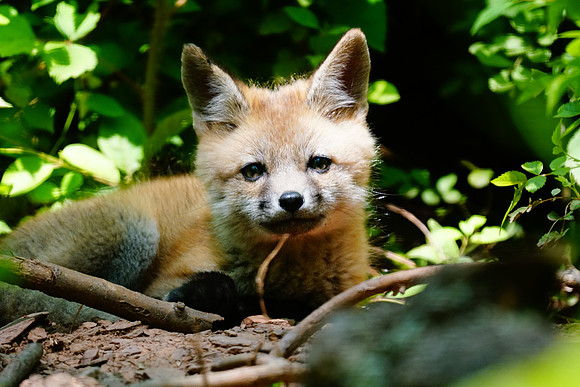Baby Red Fox