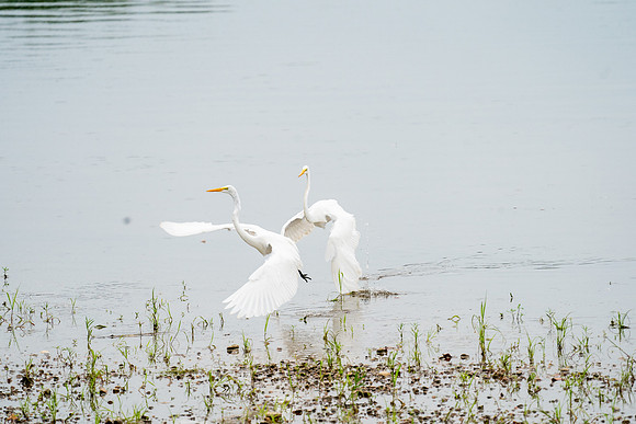 Great Egret Duet
