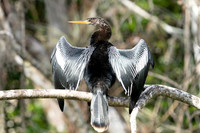 Anhinga