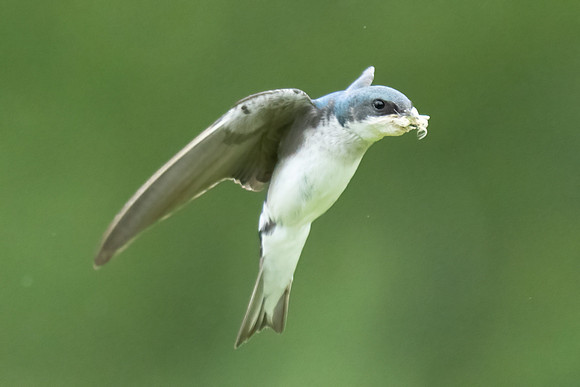 Tree Swallow catching a bug midair