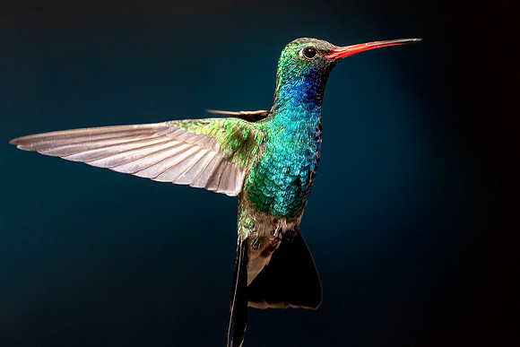 Broad-billed Hummingbird
