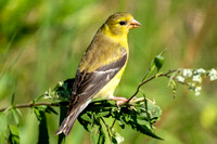 American Goldfinch