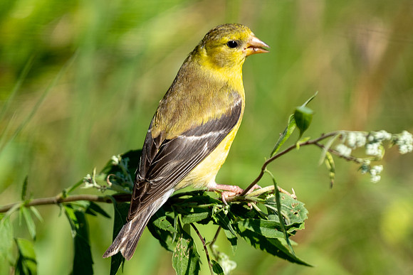 American Goldfinch