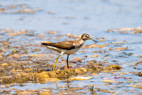 Greater Yellowlegs