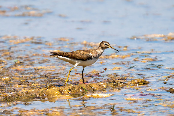 Greater Yellowlegs