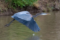 Great Blue Heron in Fly