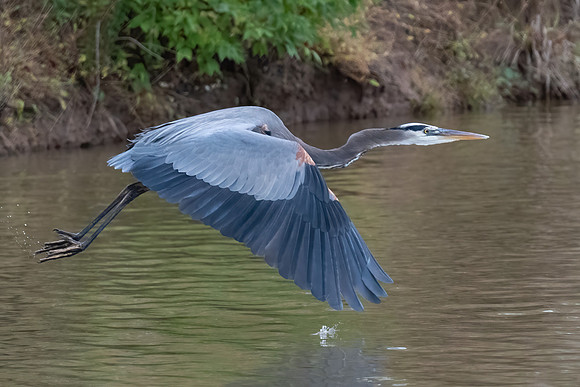Great Blue Heron in Fly