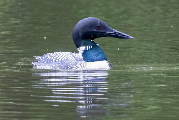 Common Loon