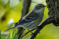 Yellow-rumped Warbler