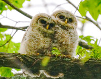 Owls