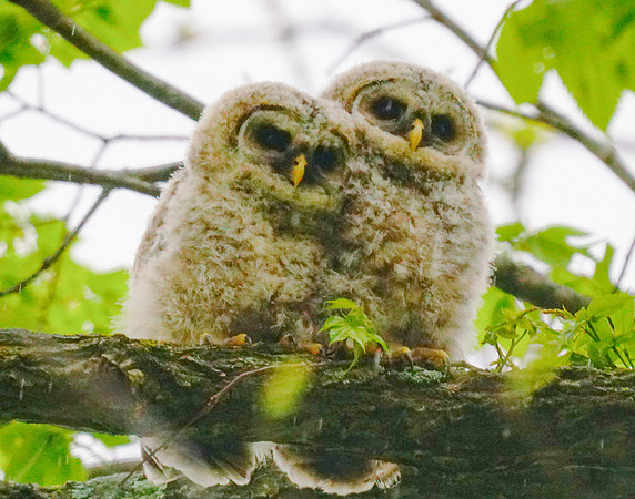 Baby Barred Owl