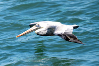 Brown Pelican