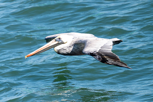 Brown Pelican
