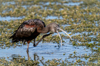 Glossy Ibis