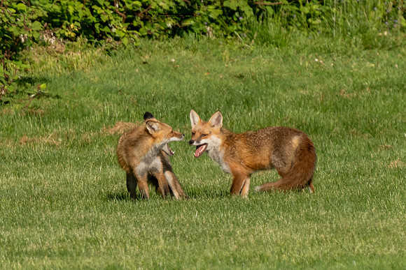 Playing red fox