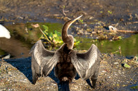 Anhinga