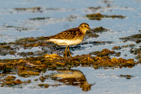 Least Sandpiper