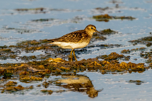 Least Sandpiper