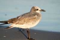 Laughing Gull