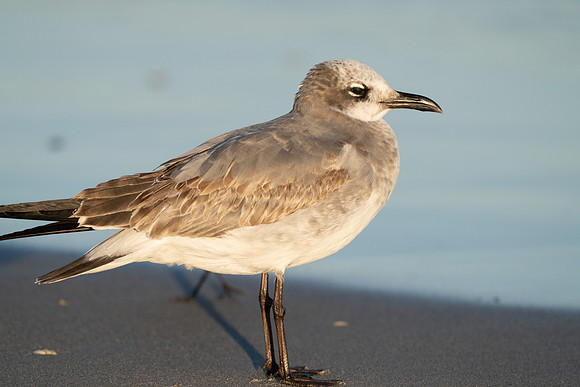 Laughing Gull