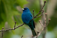 Indigo Bunting