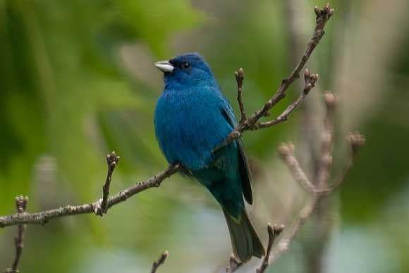Indigo Bunting