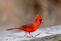 Male Cardinal
