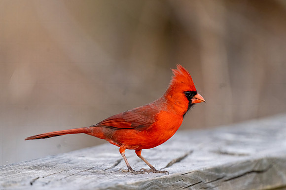 Male Cardinal
