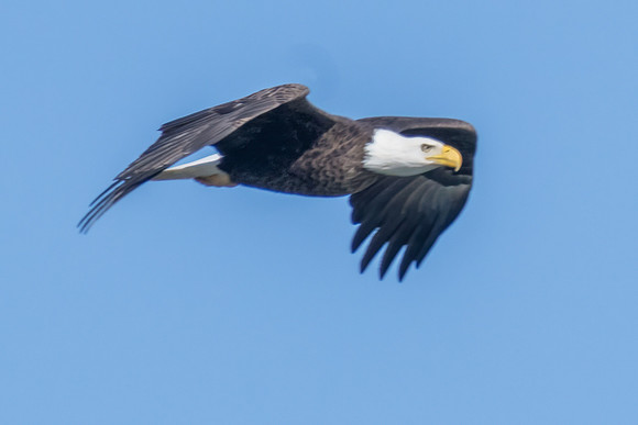Bald Eagle