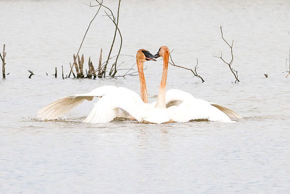 Kissing trumpeter swans