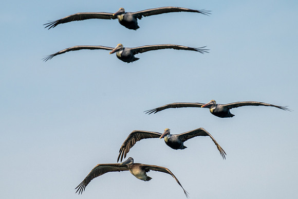 Brown Pelican