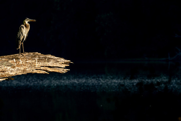 Great Blue Heron