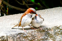 Feeding House Sparrow