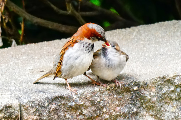 Feeding House Sparrow
