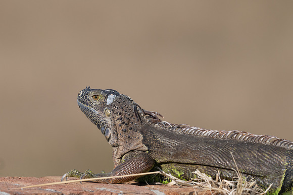 Green Iguana