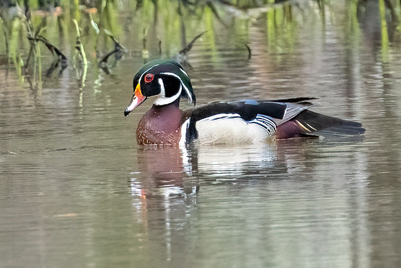 Woodduck