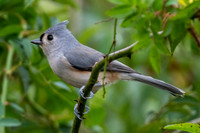 Tufted Titmouse