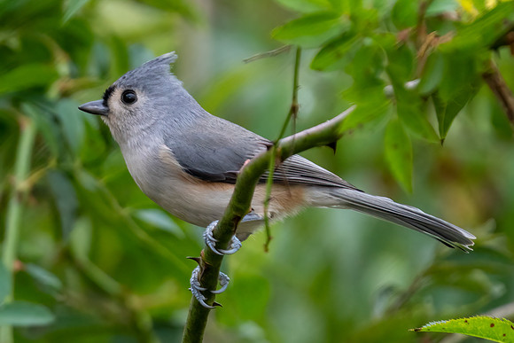 Tufted Titmouse
